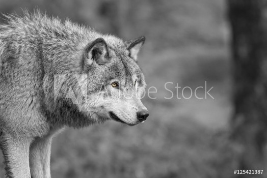 Picture of Loup Gris 